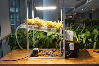 Lettuce growing under LED lights