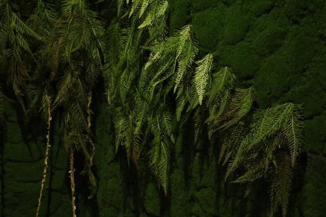 Close-up photo of evergreen leaves