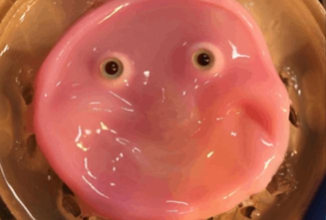 pink slime with eyes