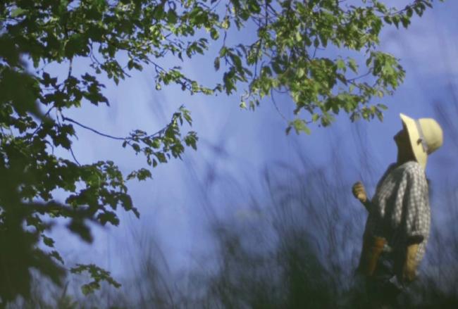 A woman looking up at a tree